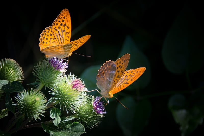 Butterfly effect image
